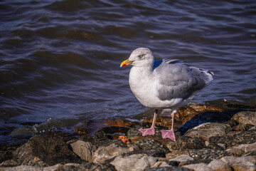 Norddeich ,East Frisia, Germany.  Seagull the north sea