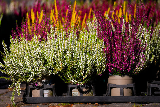 Norden East Frisia Germany Norden  East Frisia Germany Caluna Vulgaris Market stall