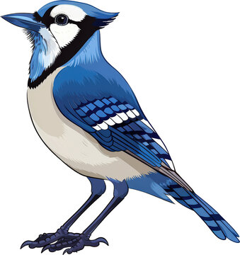 recommend clip art: Blue jay bird isolated