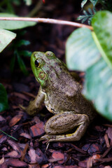 frog on a leaf