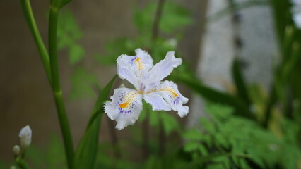 Close up of a beautiful flower