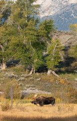 Bull Moose during the Rut in Wyoming in Autumn