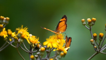 Close-up of colorful butterfly