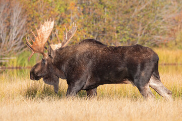 Bull Moose during the Rut in Wyoming in Autumn