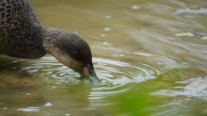 White cheeked pintail duck