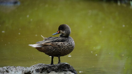 White cheeked pintail duck
