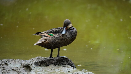 White cheeked pintail duck