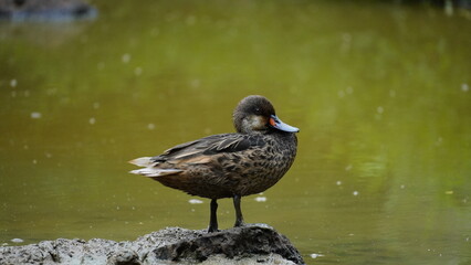 White cheeked pintail duck