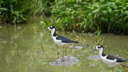 Black winged Stilt from Galapagos islands