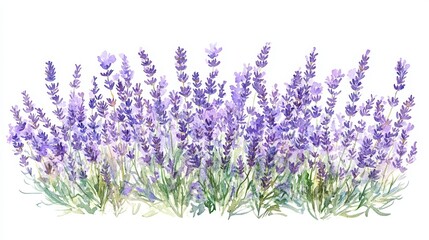 Naklejka premium A beautiful lavender flower field, showcasing vibrant purple blooms and soft green foliage, perfect for relaxation and tranquility.