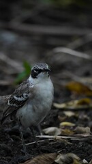 A beautiful and curious Mockingbird