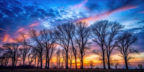 Obraz premium Mystical forest with bare trees silhouetted against twilight sky in Kingston