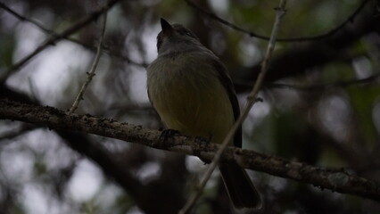 Finch Bird from Galapagos islands