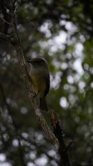 Finch Bird from Galapagos islands
