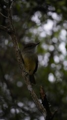 Finch Bird from Galapagos islands