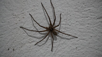 Spider perching on a white surface