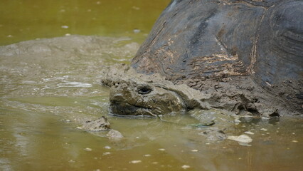 Wild Galapagos giant tortoise on Santa Cruz Island