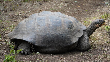 Wild Galapagos giant tortoise on Santa Cruz Island