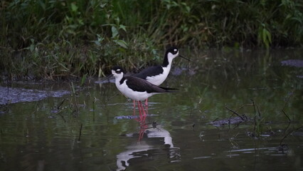 Black winged Stilt from Galapagos islands