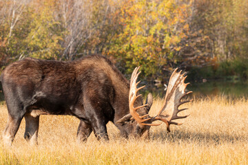 Bull Moose during the Rut in Wyoming in Autumn