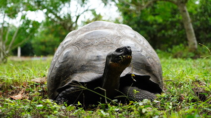 Wild Galapagos giant tortoise on Santa Cruz Island