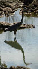 Great blue heron