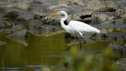 White great Heron Bird from Galapagos islands