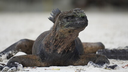 Close-up of marine iguana