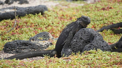 Close-up of marine iguana