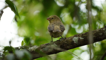 Flycatcher from Galapagos islands