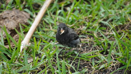 Finch Bird from Galapagos islands