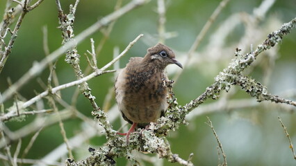 Galapagos Dove perching on a branch