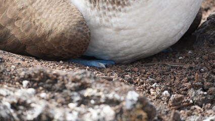 Blue Footed Boobies Galapagos Islands