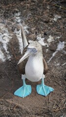 Blue Footed Boobies Galapagos Islands