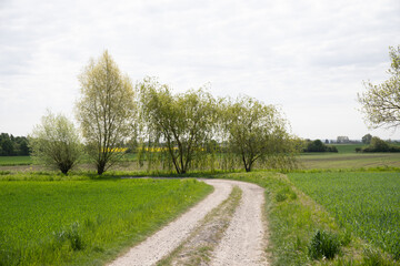 Panoramic view on a dirt road in September with corn, rapeseed, sugar beet and few trees