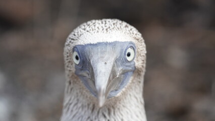 Blue Footed Boobies Galapagos Islands