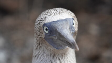 Blue Footed Boobies Galapagos Islands