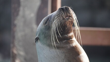 Sea lion in Galapagos Islands