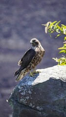 Galapagos Hawk perching on a rock