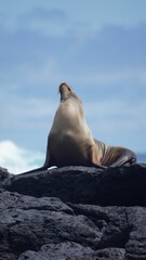 Fototapeta premium Sea lion in Galapagos Islands