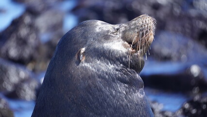 Sea lion in Galapagos Islands