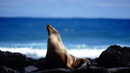 Sea lion in Galapagos Islands