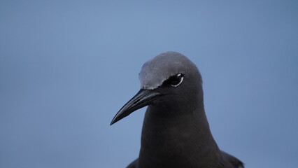 Brown noddy from Galapagos islands