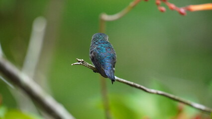 The smallest hummingbird of the world