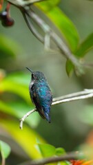The smallest hummingbird of the world