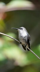 The smallest hummingbird of the world