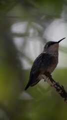The smallest hummingbird of the world