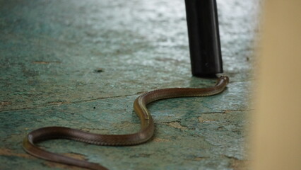 Cuba snake on a floor