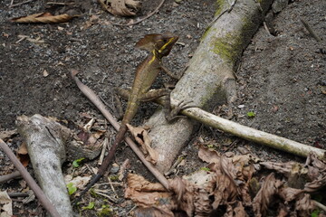 Costa Rica forest Basilisk
