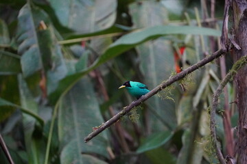 Bird perched on a branch